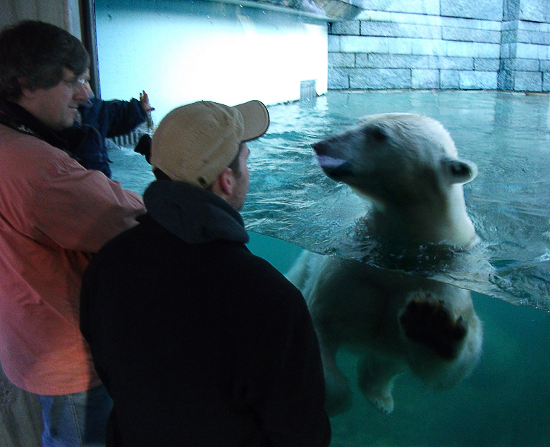 Eisbärin Vilma betrachtete am 30. Dezember 2010 Besucher im Zoo Wuppertal