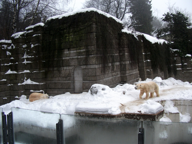 Eisbär Lars und Eisbärin Vilma am am 1. Januar 2011 im Zoologischen Garten Wuppertal