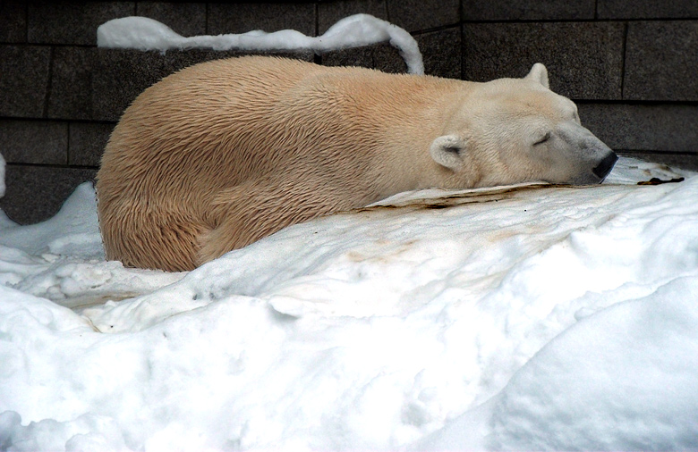 Eisbär Lars döste am 1. Januar 2011 im Wuppertaler Zoo im Schnee