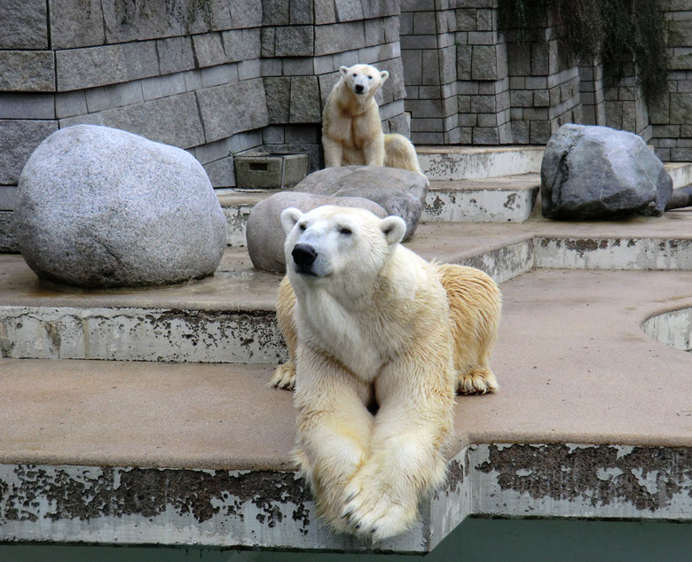 Eisbär Lars und Eisbärin Vilma am 6. Februar 2011 im Wuppertaler Zoo