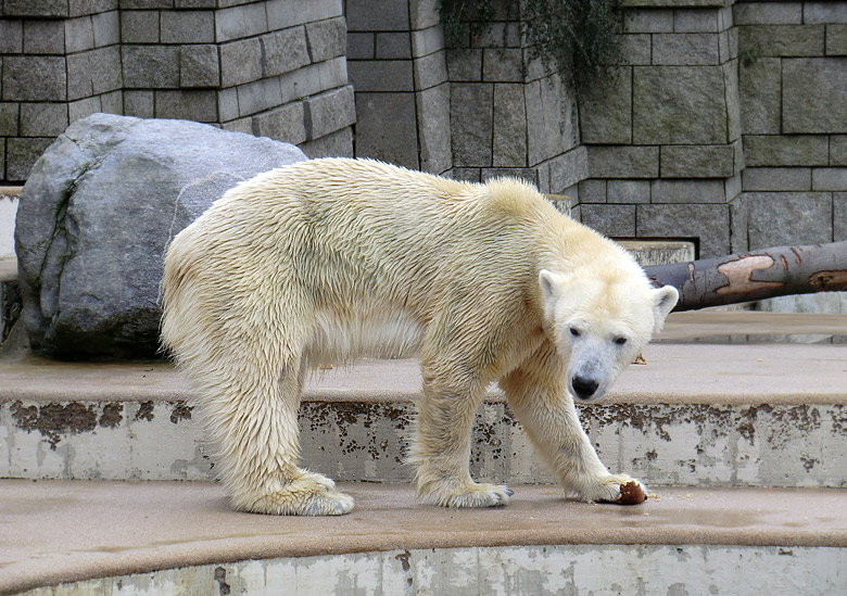 Eisbärin Vilma am 26. Februar 2011 im Zoo Wuppertal