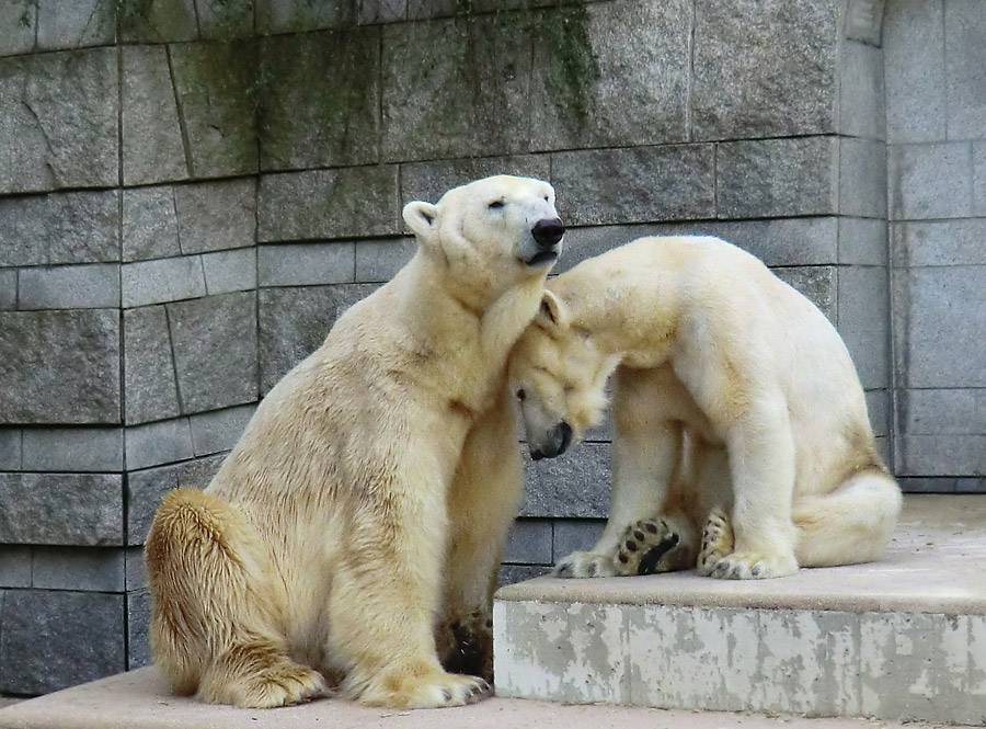 Eisbär Lars und Eisbärin Vilma am 1. Mai 2011 im Zoologischen Garten Wuppertal