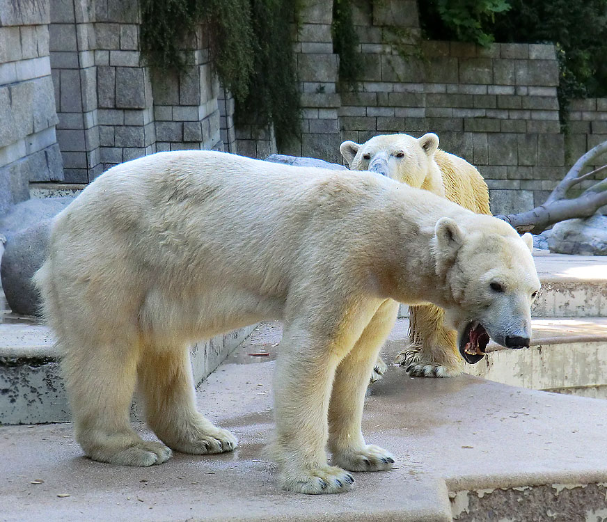 Eisbärin Vilma und Eisbär Lars am 1. Mai 2011 im Zoo Wuppertal