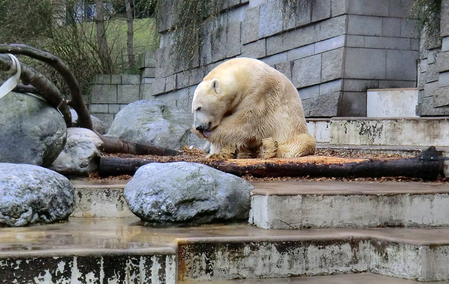 Eisbär Lars am 10. Dezember 2011 im Zoologischen Garten Wuppertal