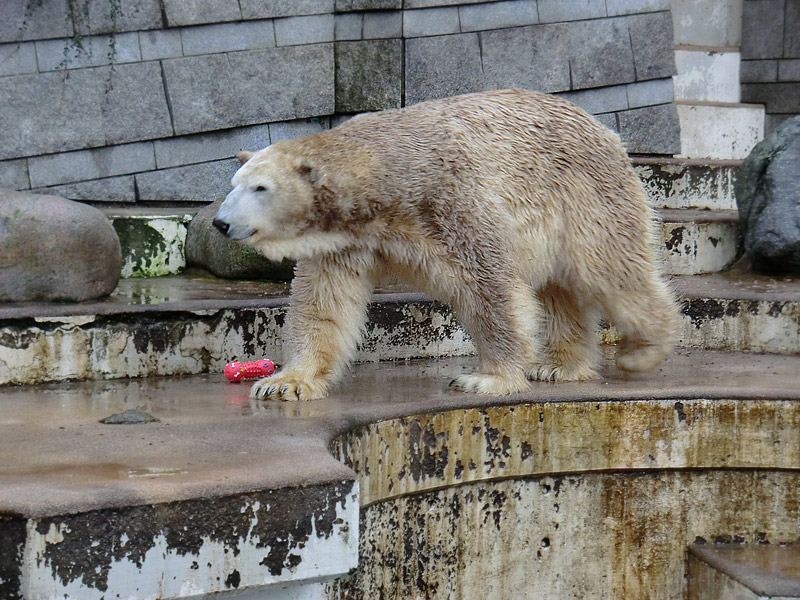 Eisbär LARS am 8. Januar 2012 im Zoo Wuppertal