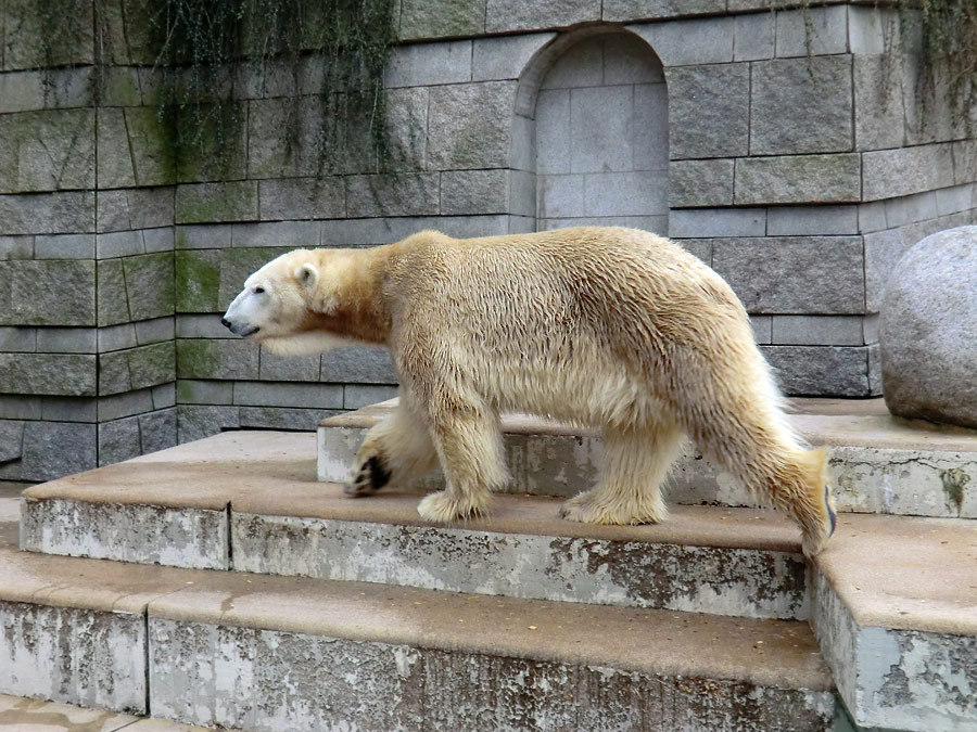Eisbär LARS am 29. März 2012 im Zoologischen Garten Wuppertal
