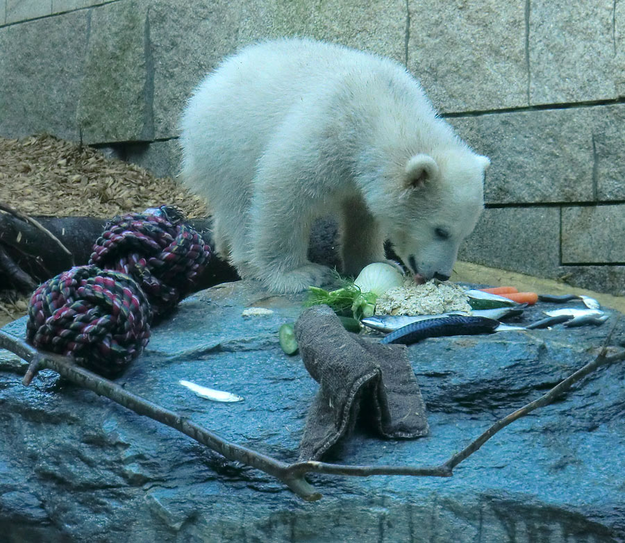 Eisbärbaby ANORI am 23. April 2012 im Wuppertaler Zoo