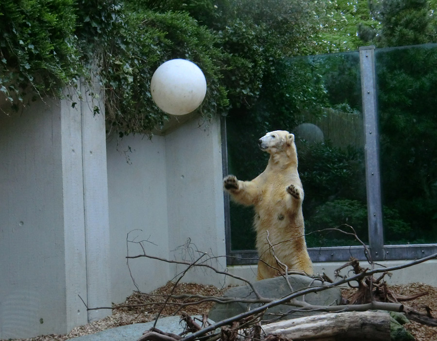 Eisbärin VILMA am 1. Mai 2012 im Zoologischen Garten Wuppertal