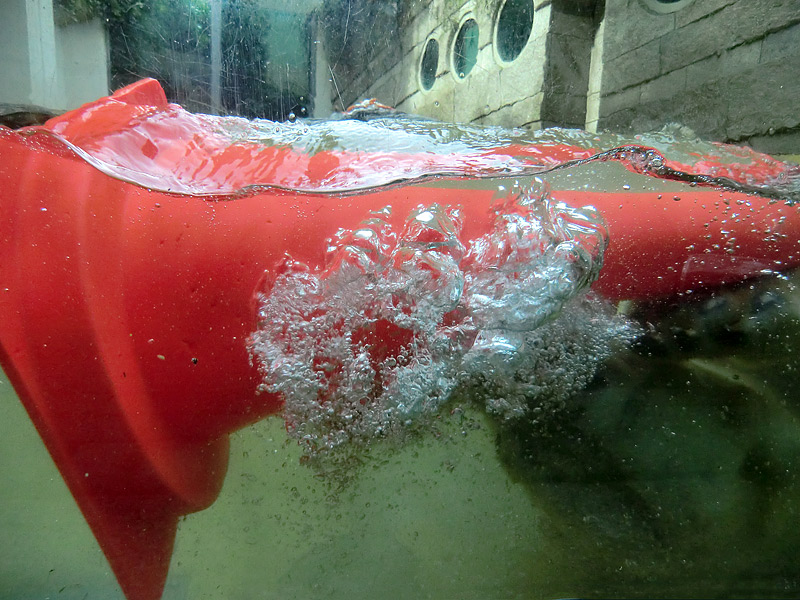 Eisbärin VILMA am 21. Mai 2012 im Wuppertaler Zoo