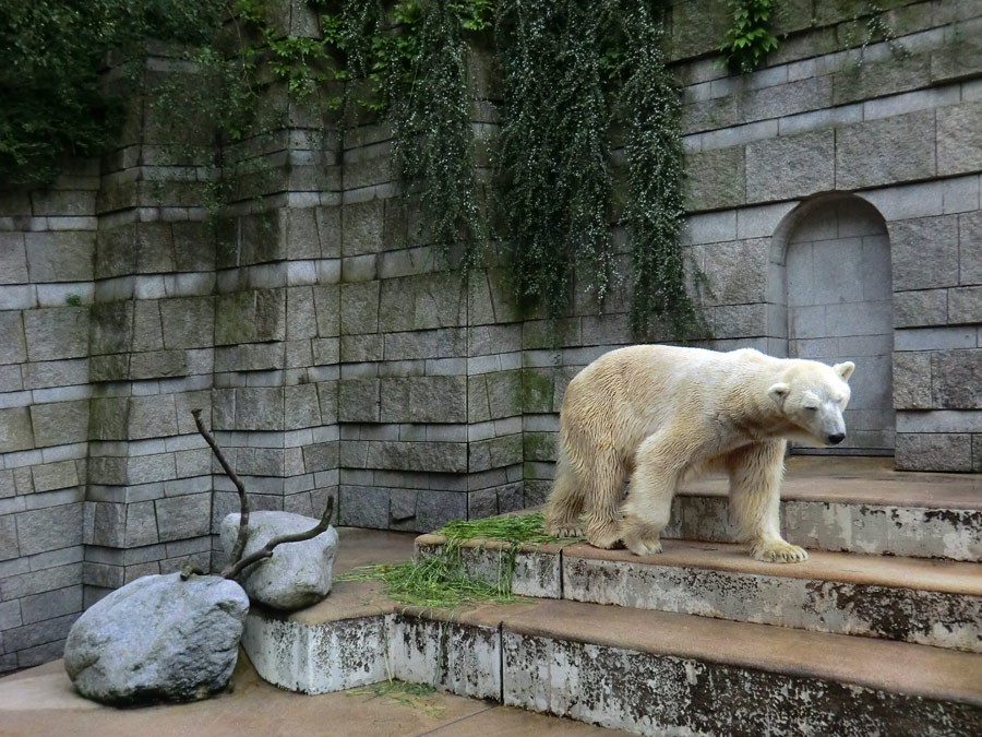 Eisbär LARS am 21. Mai 2012 im Wuppertaler Zoo
