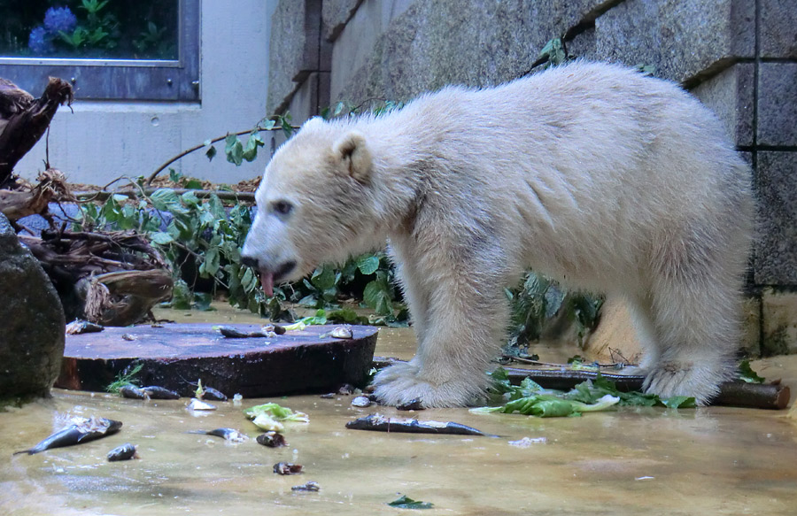 Eisbärmädchen ANORI am 1. Juni 2012 im Zoo Wuppertal