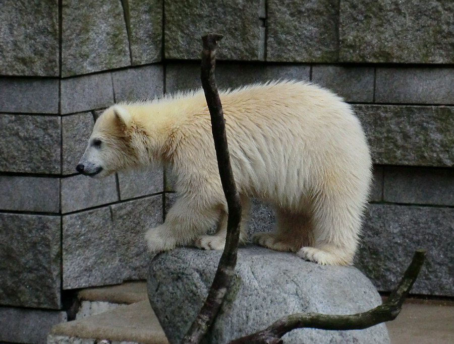 Eisbär am 7. Juni 2012 im Zoologischen Garten Wuppertal