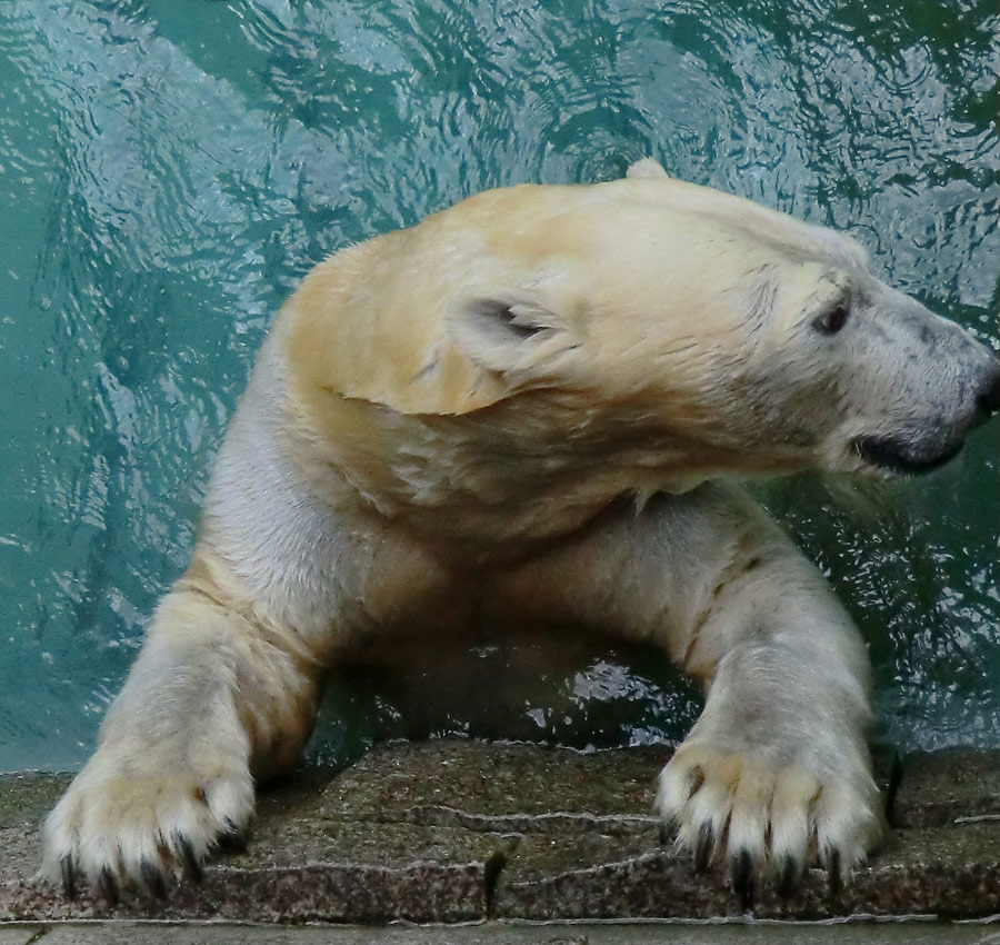 Eisbär am 9. Juni 2012 im Wuppertaler Zoo