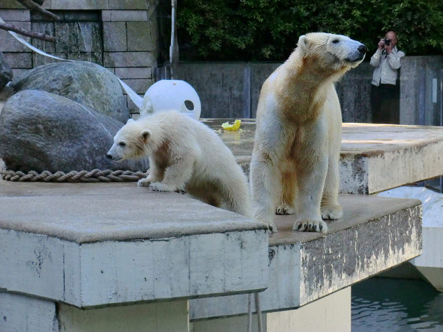 Eisbärmädchen ANORI und Eisbärin VILMA am 10. Juni 2012 im Zoo Wuppertal