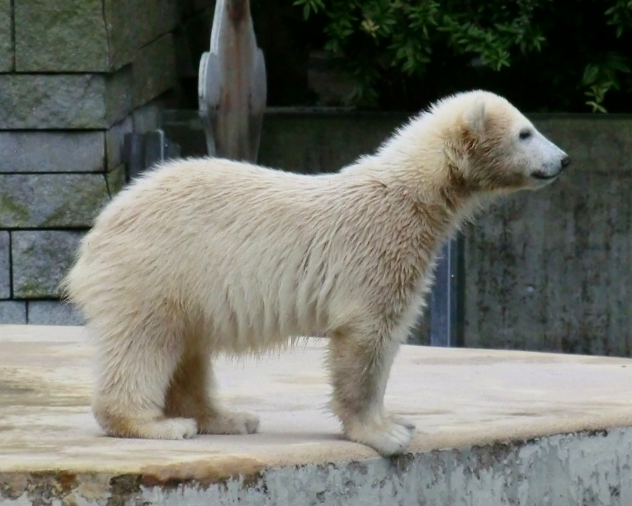 Eisbärmädchen ANORI am 24. Juni 2012 im Zoo Wuppertal