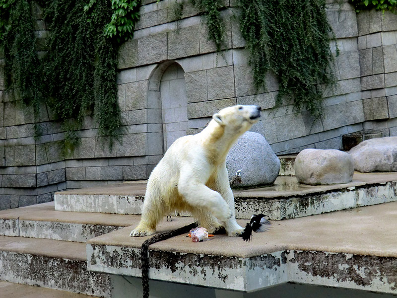 Eisbärin VILMA am 30. Juni 2012 im Zoologischen Garten Wuppertal