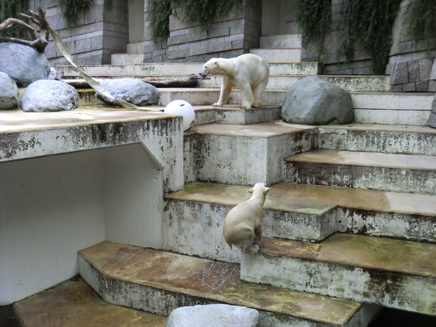 Eisbärin VILMA und Eisbärmädchen ANORI am 1. Juli 2012 im Wuppertaler Zoo