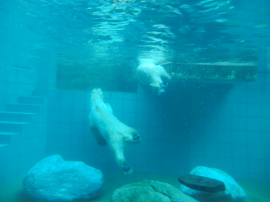 Eisbärin VILMA und Eisbärmädchen ANORI am 4. Juli 2012 im Zoologischen Garten Wuppertal