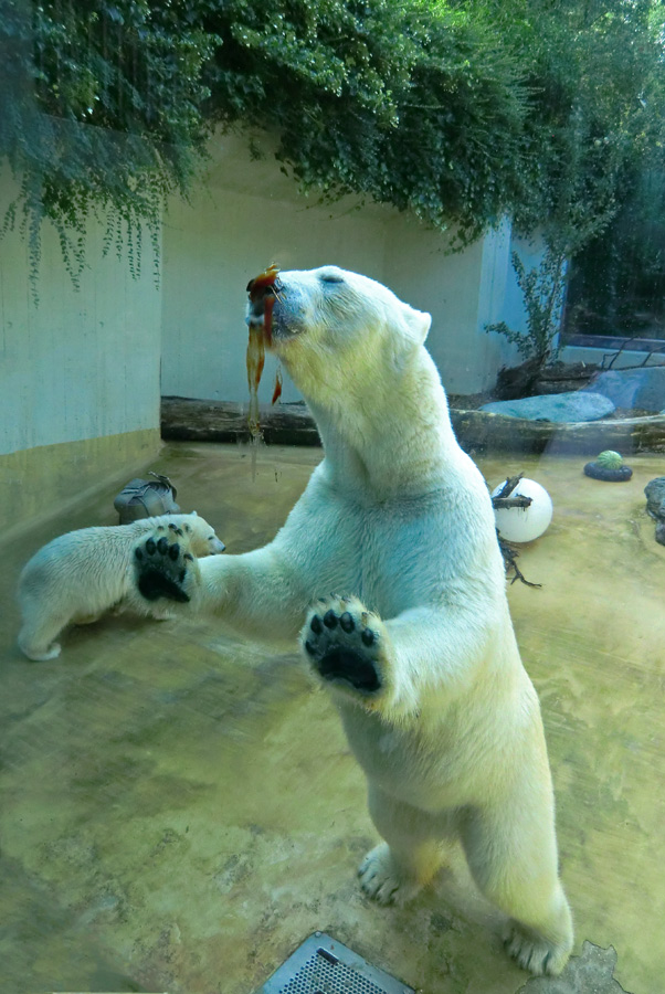 Eisbärjungtier Anori und Eisbärin VILMA am 21. Juli 2012 im Zoo Wuppertal