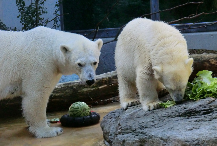 Eisbärin VILMA und Eisbärjungtier ANORI am 21. Juli 2012 im Zoo Wuppertal