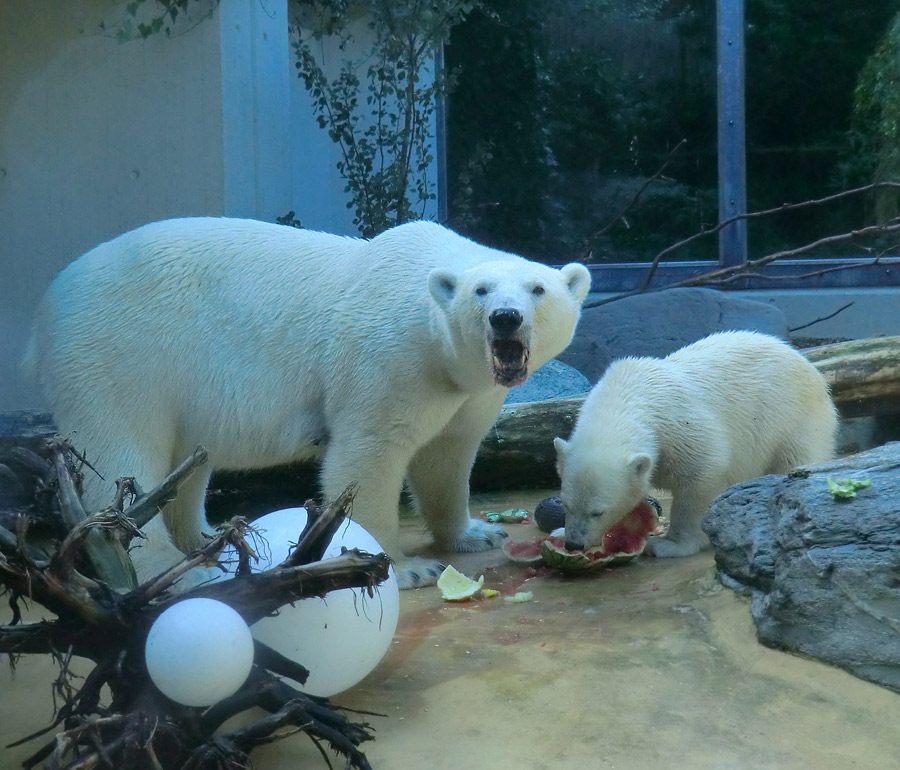 Eisbärin VILMA und Eisbärjungtier ANORI am 21. Juli 2012 im Wuppertaler Zoo