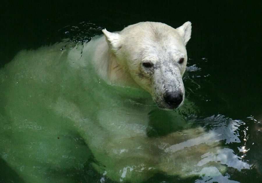 Eisbärin VILMA am 26. Juli 2012 im Zoo Wuppertal