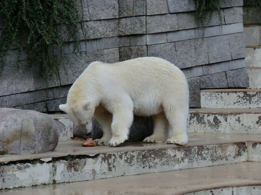 Eisbärin VILMA am 4. August 2012 im Wuppertaler Zoo