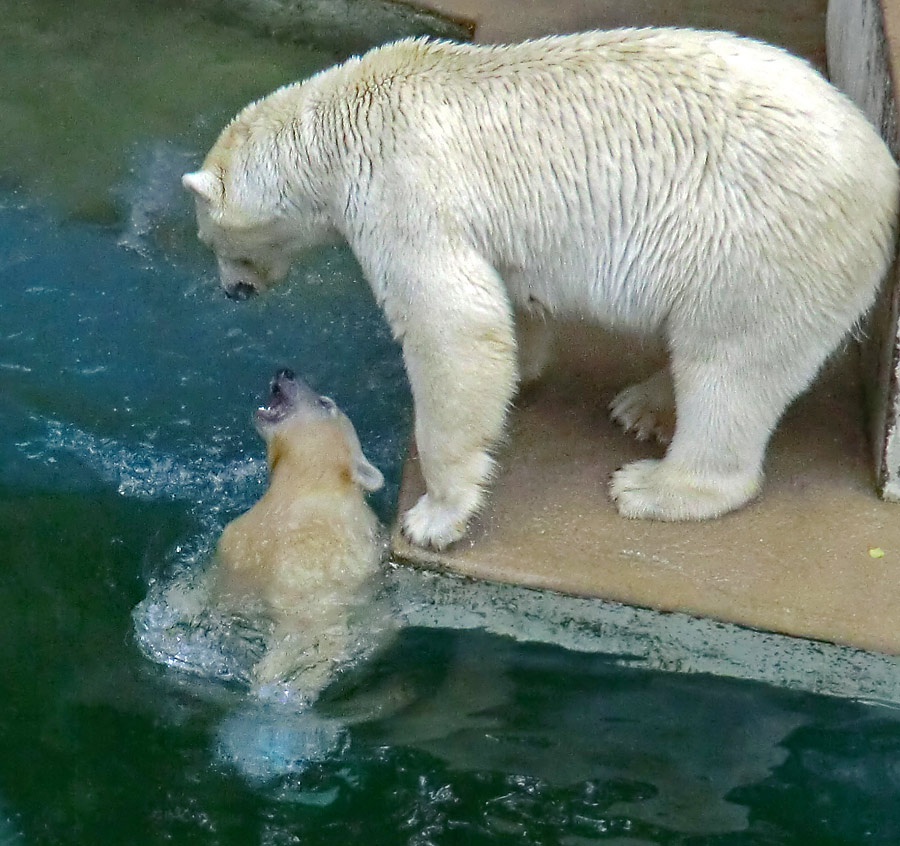 Eisbärjungtier ANORI und Eisbärin VILMA am 4. August 2012 im Zoologischen Garten Wuppertal