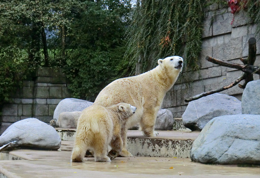 Eisbärjungtier ANORI und Eisbärin VILMA am 6. Oktober 2012 im Zoo Wuppertal