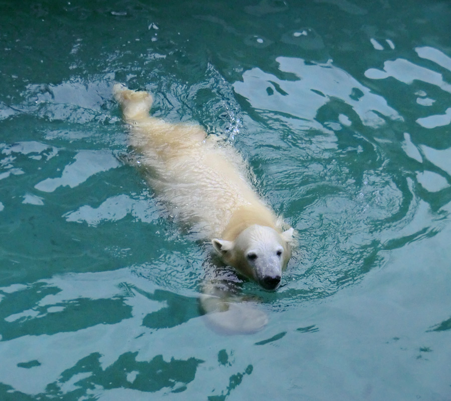 Eisbärjungtier ANORI am 10. November 2012 im Zoologischen Garten Wuppertal