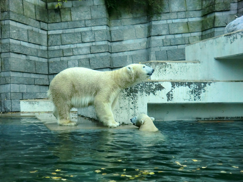 Eisbärin VILMA und Eisbärjungtier ANORI am 17. November 2012 im Wuppertaler Zoo