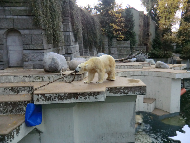 Eisbärin VILMA und Eisbärjungtier ANORI am 17. November 2012 im Zoologischen Garten Wuppertal