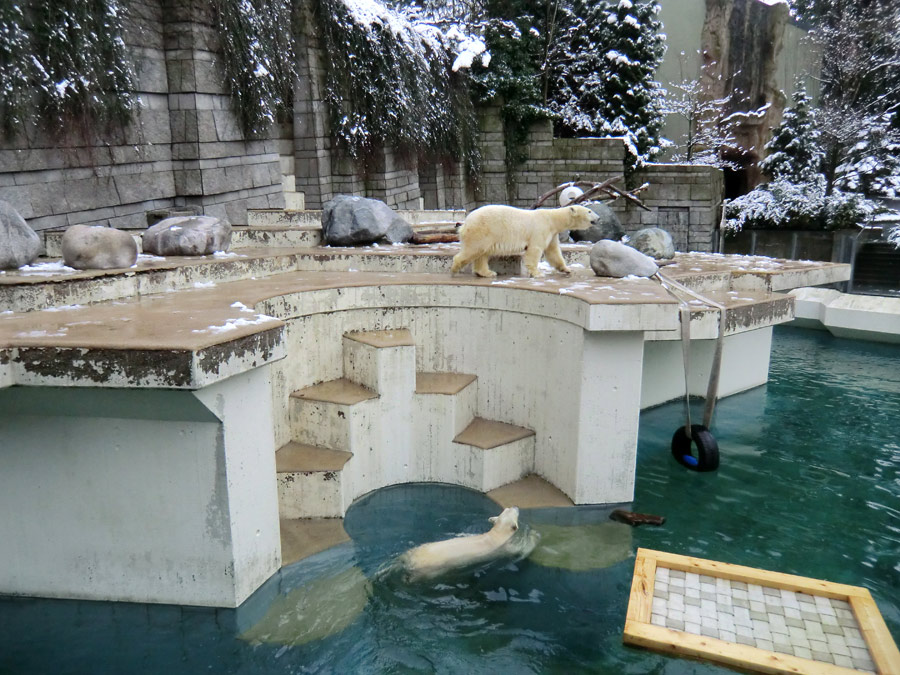 Eisbärin VILMA und Eisbärjungtier ANORI am 8. Februar 2013 im Zoologischen Garten Wuppertal
