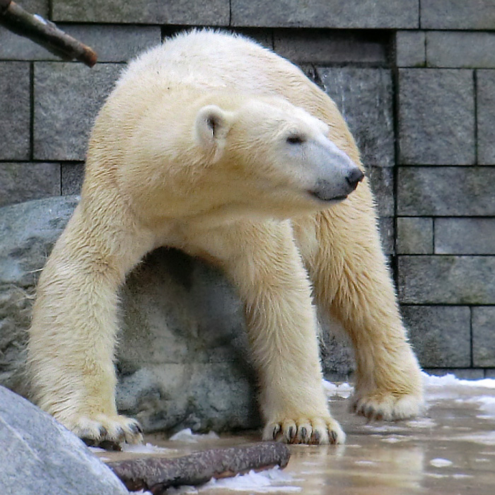 Eisbärin VILMA am 8. Februar 2013 im Wuppertaler Zoo