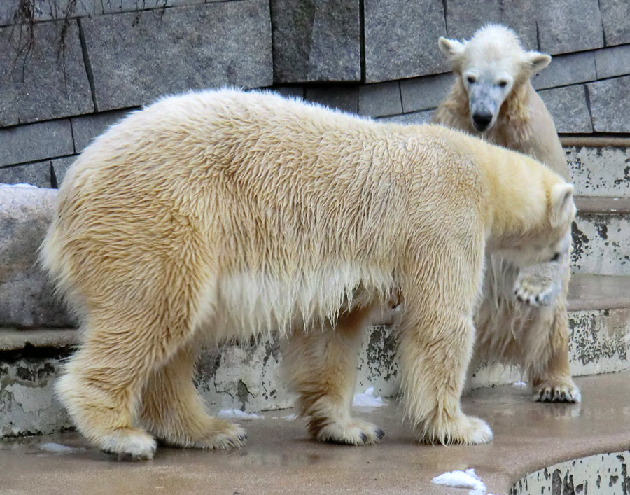 Eisbärin VILMA und Eisbärjungtier ANORI am 8. Februar 2013 im Wuppertaler Zoo