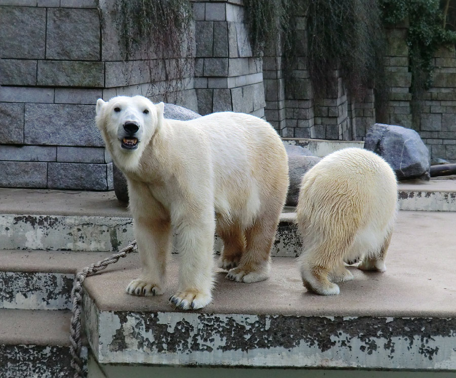 EEisbärin VILMA und isbärjungtier ANORI am 17. Februar 2013 im Zoologischen Garten Wuppertal