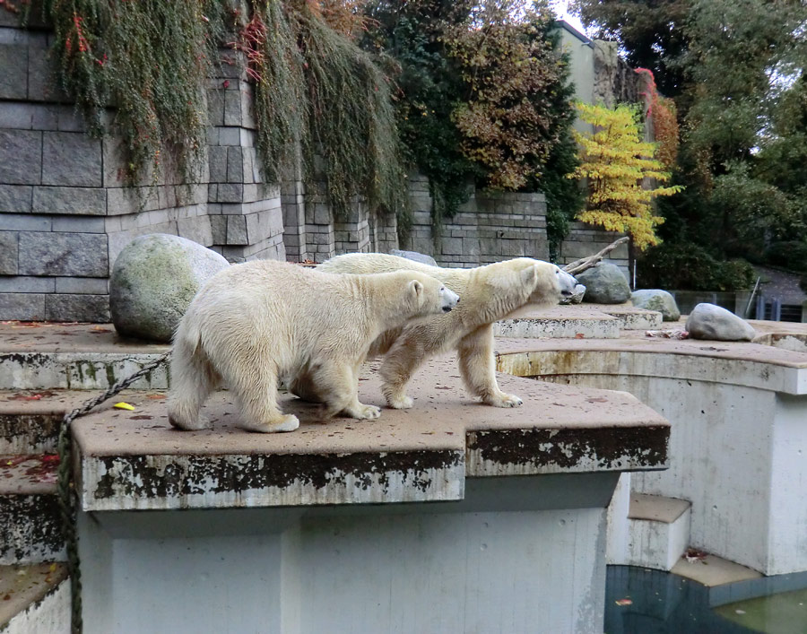Eisbärjungtier ANORI und Eisbärin VILMA im Wuppertaler Zoo am 21. Oktober 2013