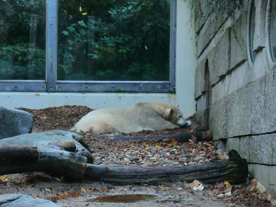 Eisbärin ANORI im Zoologischen Garten Wuppertal am 24. Oktober 2013