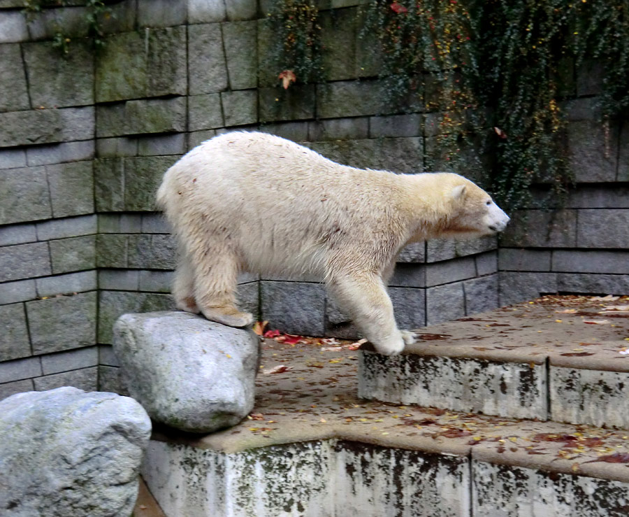 Eisbärin ANORI im Zoologischen Garten Wuppertal am 25. Oktober 2013