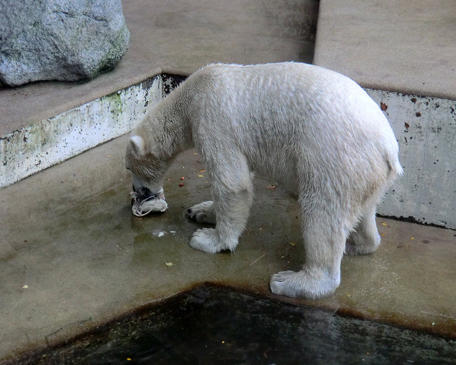 Eisbär LUKA im Zoo Wuppertal am 30. Oktober 2013