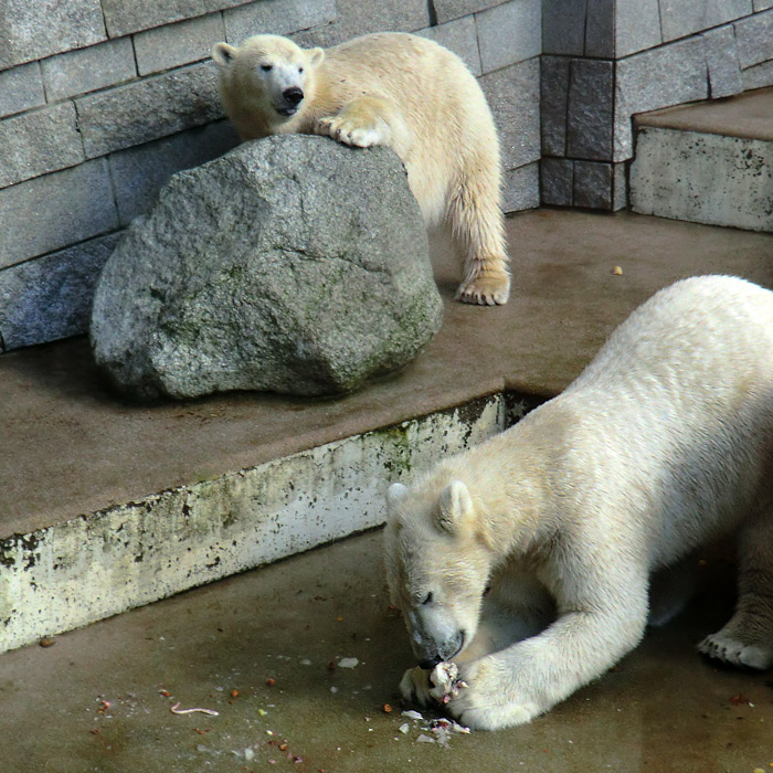 Eisbären ANORI und LUKA im Oktober 2013 im Wuppertaler Zoo