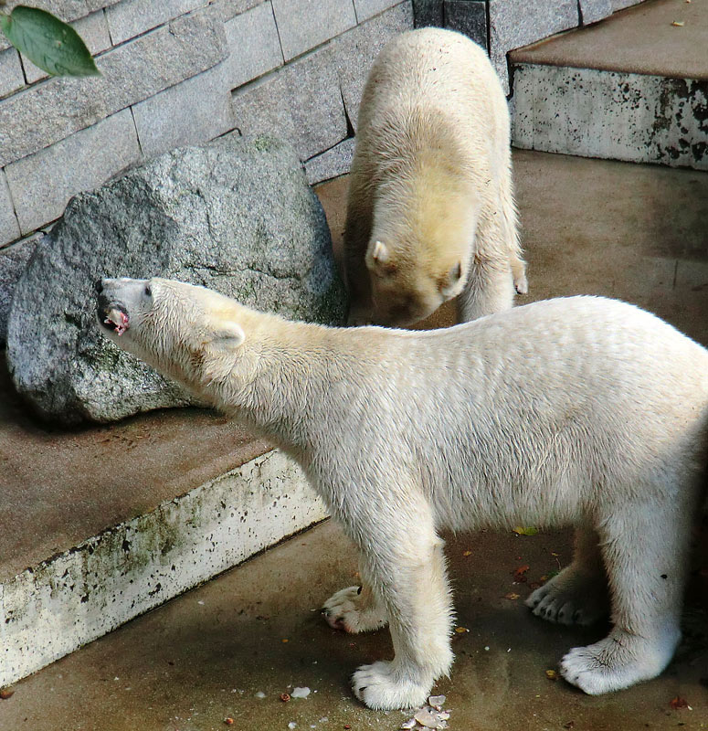 Eisbär LUKA und Eisbärin ANORI im Zoo Wuppertal am 30. Oktober 2013
