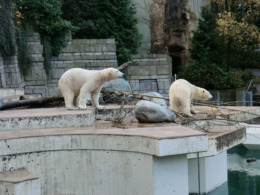 Eisbär LUKA und Eisbärin ANORI im Zoo Wuppertal am 9. November 2013