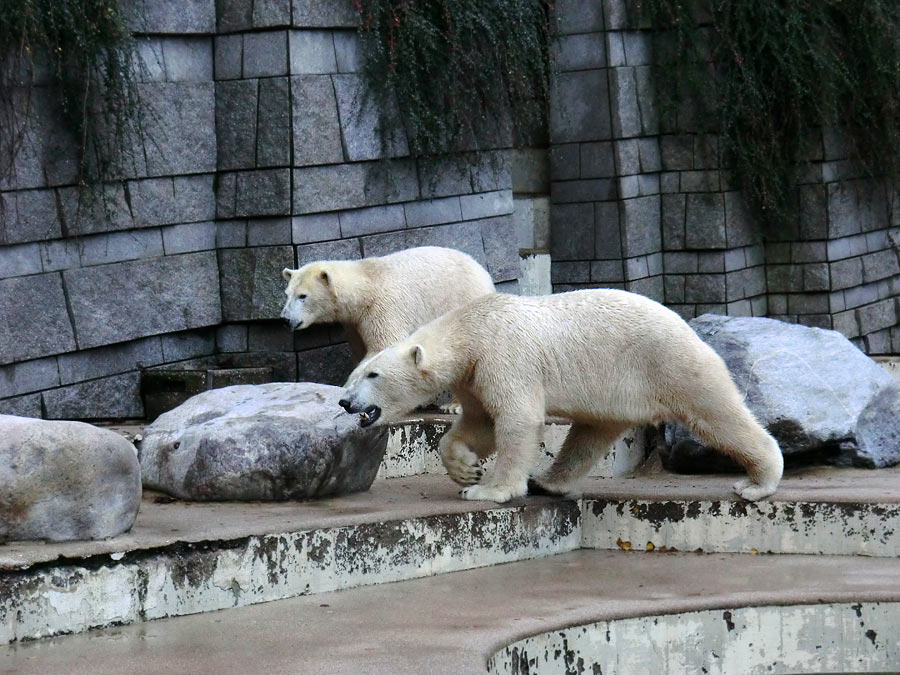 Eisbärin ANORI und Eisbär LUKA im Wuppertaler Zoo am 9. November 2013