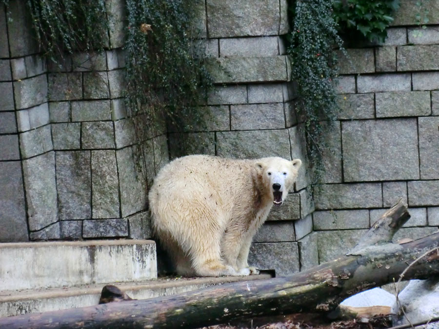 Eisbärin ANORI im Zoologischen Garten Wuppertal am 9. November 2013