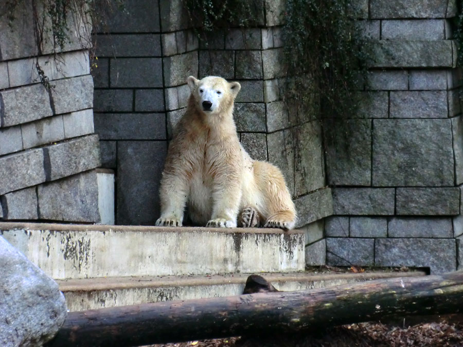 Eisbärin ANORI im Wuppertaler Zoo am 9. November 2013