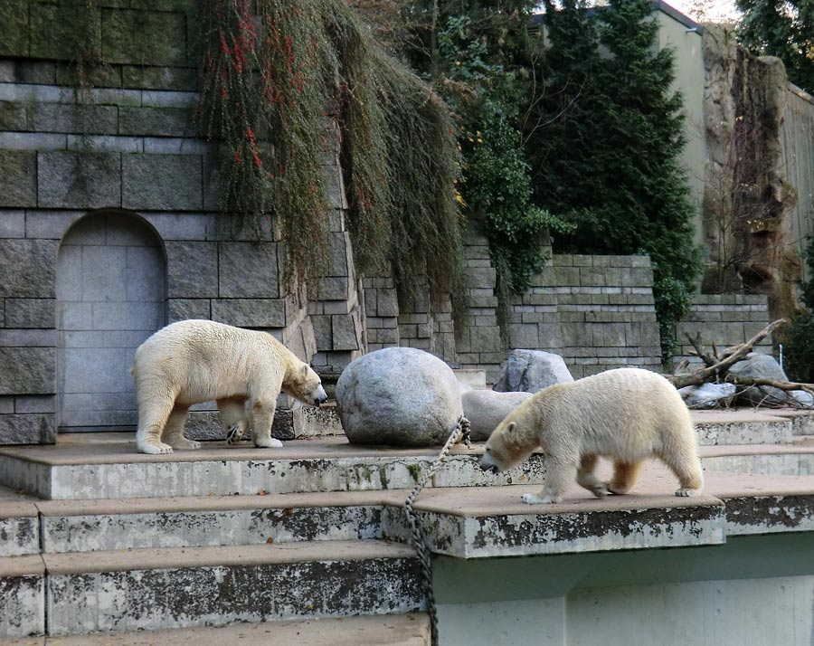 Eisbär LUKA und Eisbärin ANORI im Zoo Wuppertal am 10. November 2013