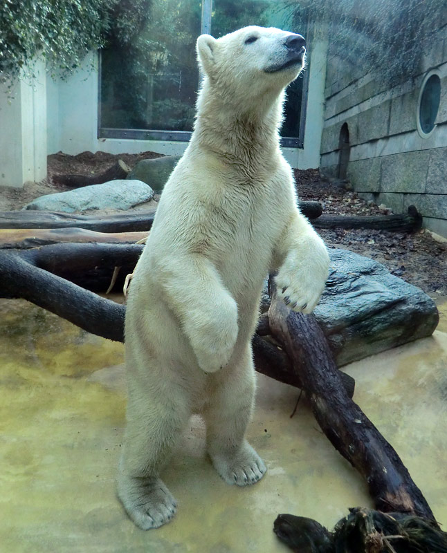Eisbär LUKA im Wuppertaler Zoo am 16. November 2013