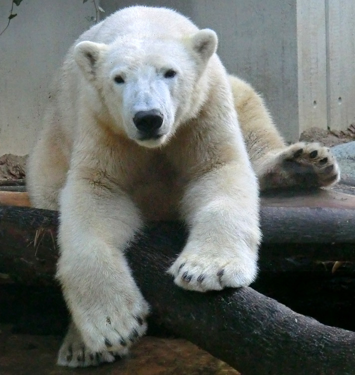 Eisbär LUKA im Zoologischen Garten Wuppertal am 16. November 2013