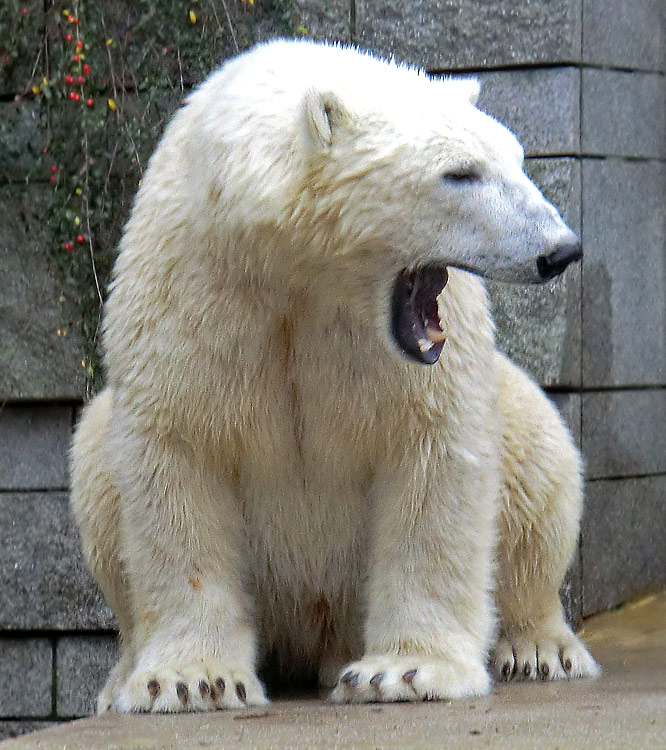 Eisbär LUKA im Wuppertaler Zoo am 7. Dezember 2013